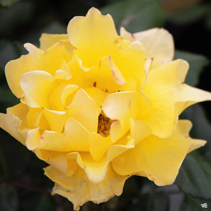 Rose 'Henry Fonda' Bareroot