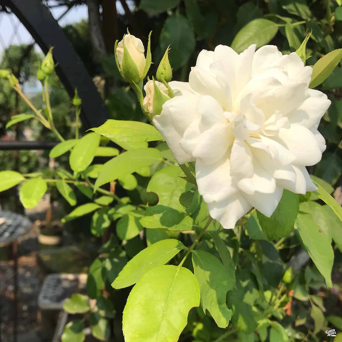 Rose 'Iceberg' Bareroot