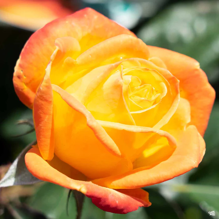 Rose 'Judy Garland' Bareroot