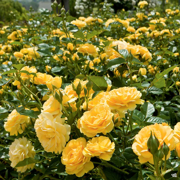 Rose 'Julia Child' Bareroot