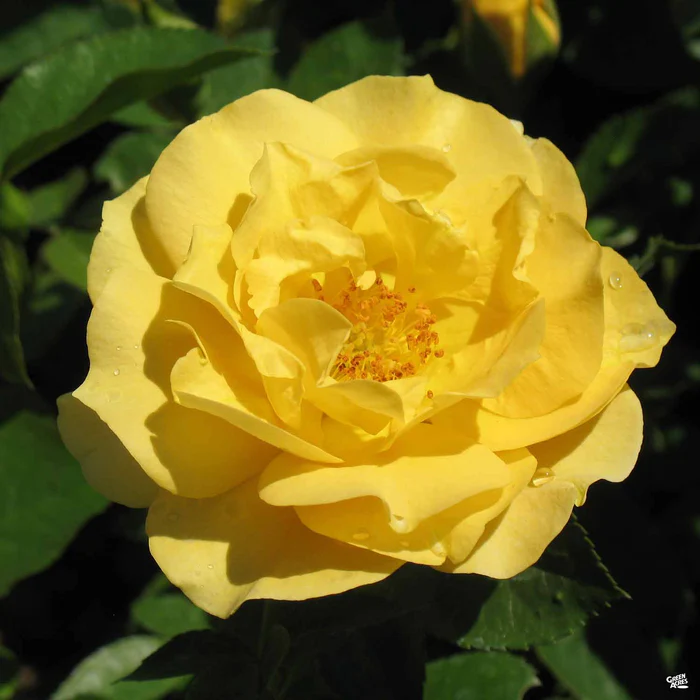 Rose 'Julia Child' Bareroot