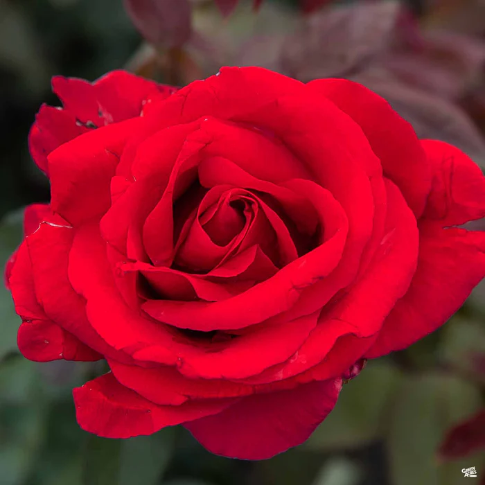 4666-rose-mister-lincoln-bareroot-1.webp Rose 'Mister Lincoln' Bareroot
