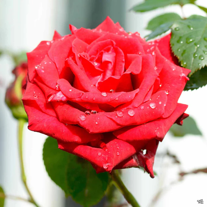Rose 'Mister Lincoln' Bareroot
