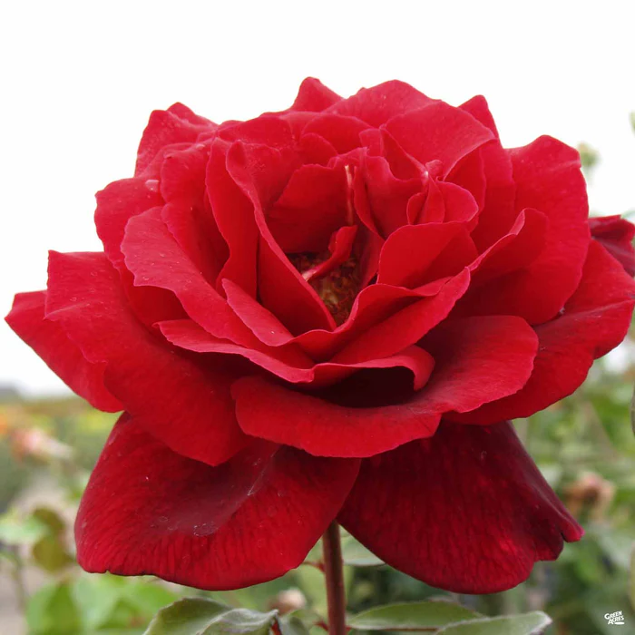 Rose 'Mister Lincoln' Bareroot