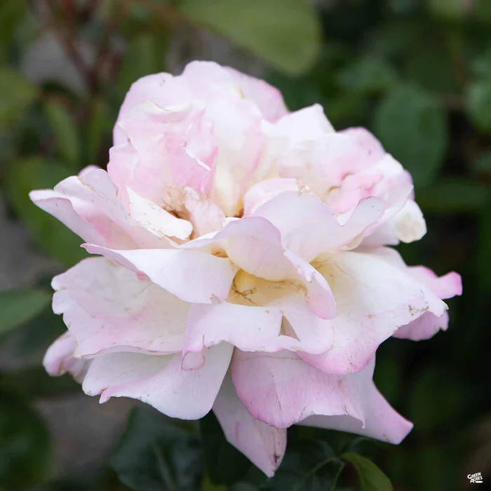 Rose 'Peace' Bareroot