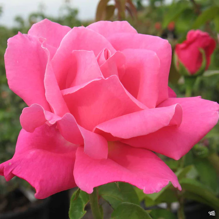 Rose 'Perfume Delight' Bareroot