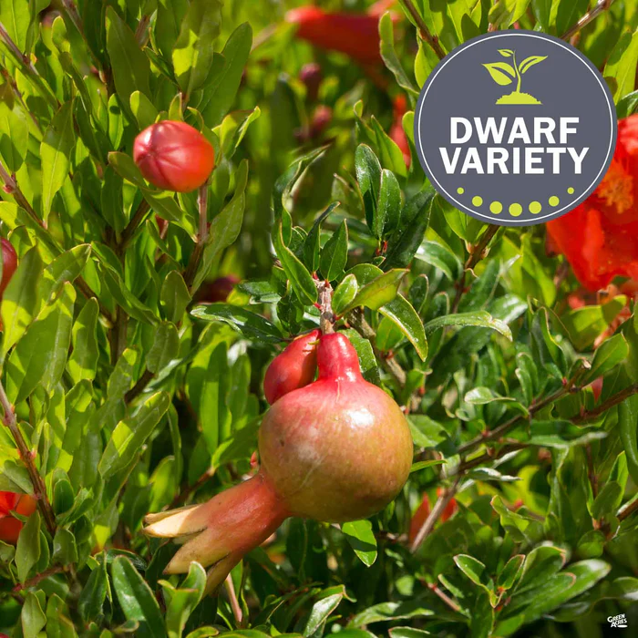 468-pomegranate-dwarf-1.webp Pomegranate, Dwarf