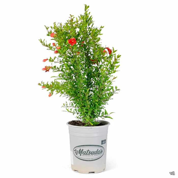 468-pomegranate-dwarf-2.webp Pomegranate, Dwarf