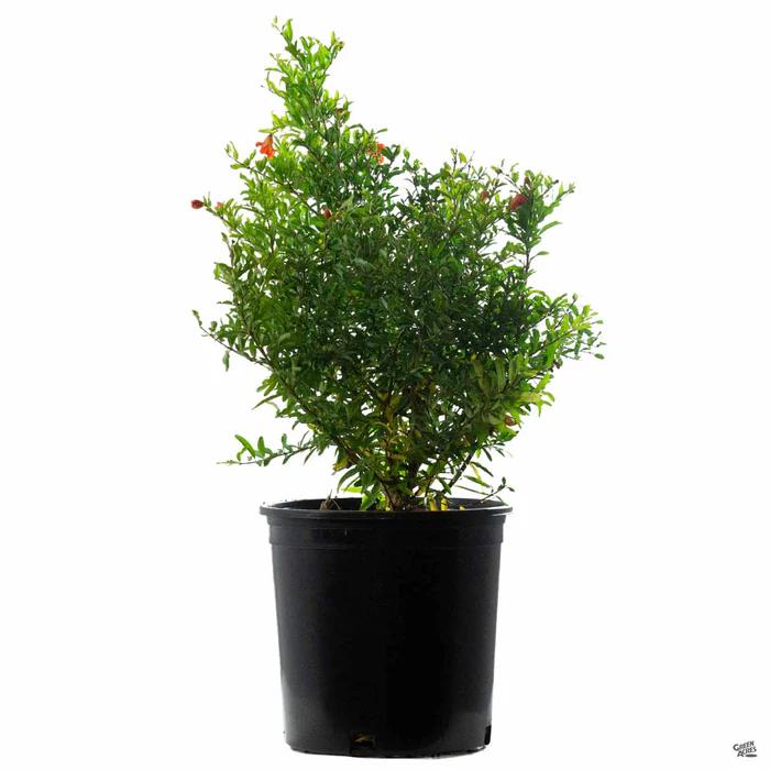 468-pomegranate-dwarf-3.webp Pomegranate, Dwarf