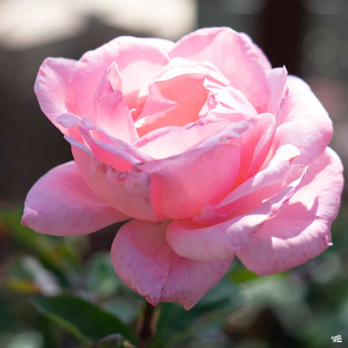4682-rose-queen-elizabeth-bareroot-1.webp Rose 'Queen Elizabeth' Bareroot
