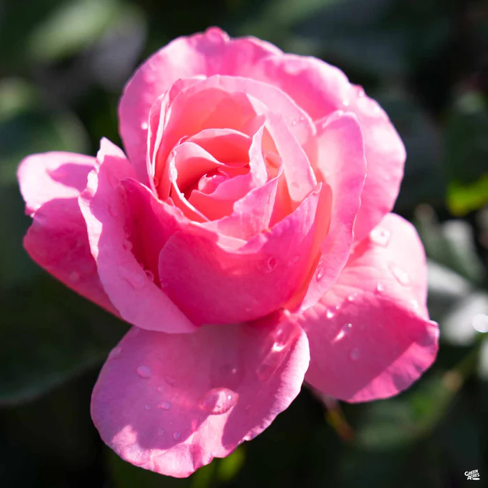4682-rose-queen-elizabeth-bareroot-2.webp Rose 'Queen Elizabeth' Bareroot