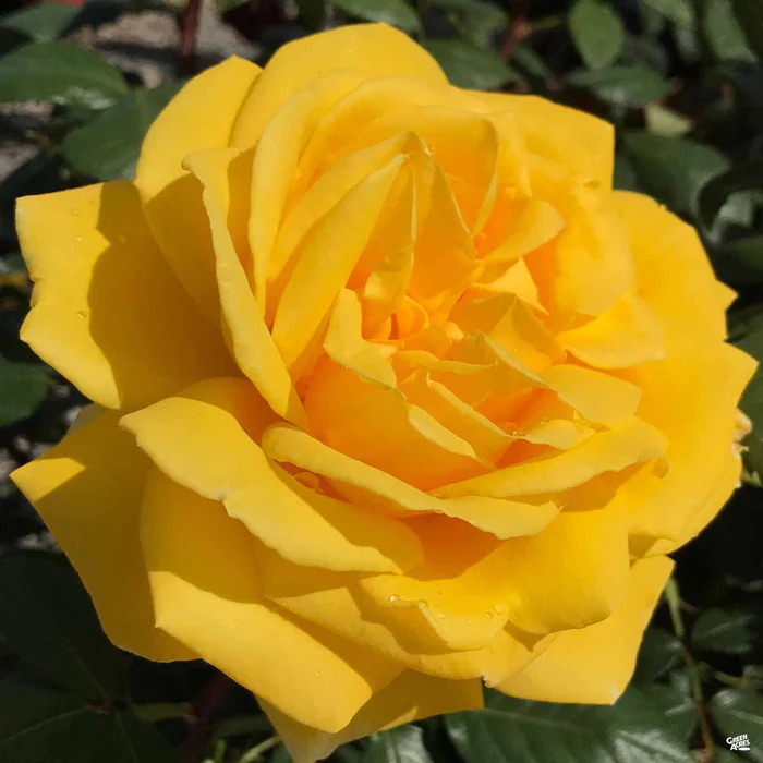 4685-rose-radiant-perfume-bareroot-1.webp Rose 'Radiant Perfume' Bareroot