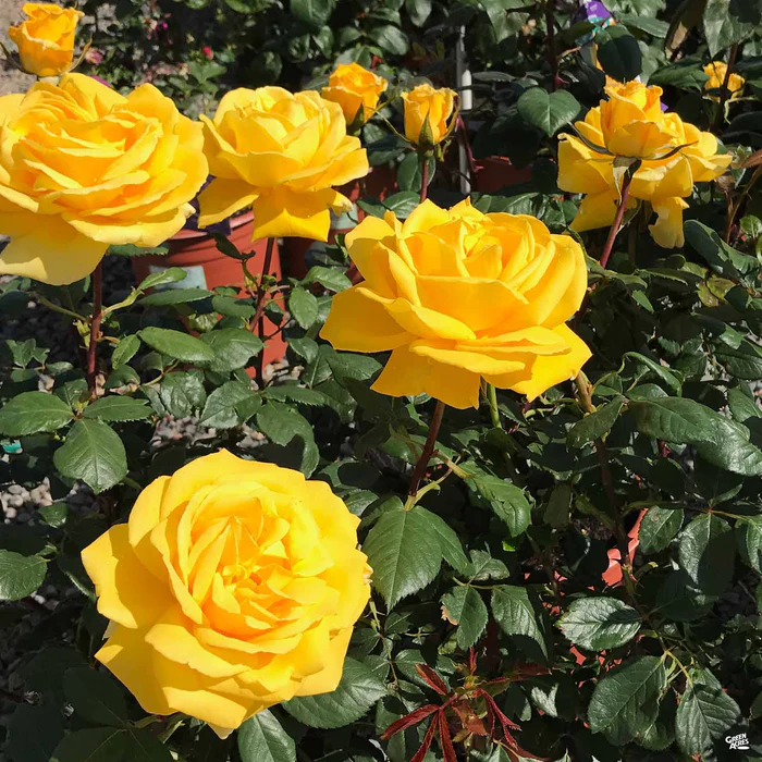4685-rose-radiant-perfume-bareroot-2.webp Rose 'Radiant Perfume' Bareroot