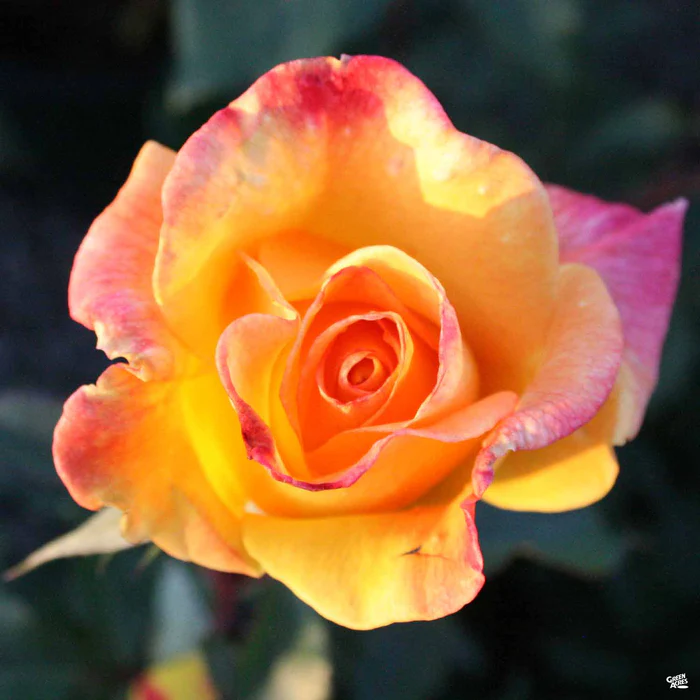 Rose 'Rio Samba' Bareroot