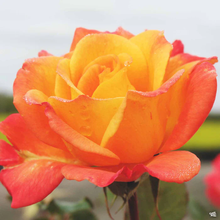 Rose 'Rio Samba' Bareroot
