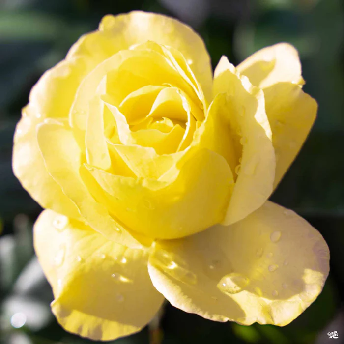 Rose 'St. Patrick' Bareroot