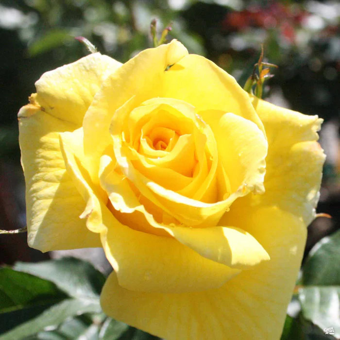 Rose 'Sunsprite' Bareroot