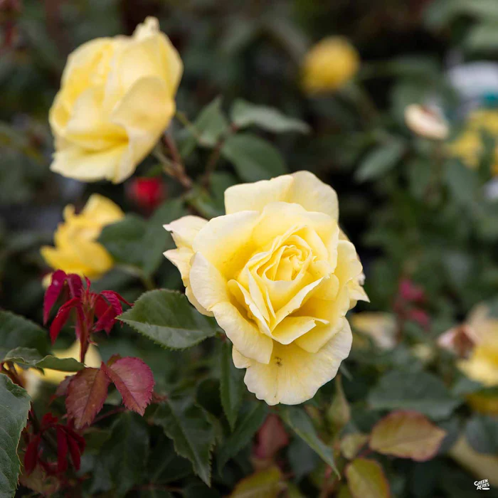 Rose 'Sunsprite' Bareroot
