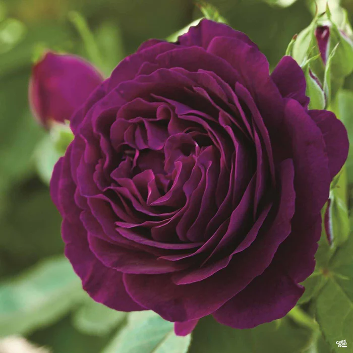 4700-rose-twilight-zone-bareroot-1.webp Rose 'Twilight Zone' Bareroot
