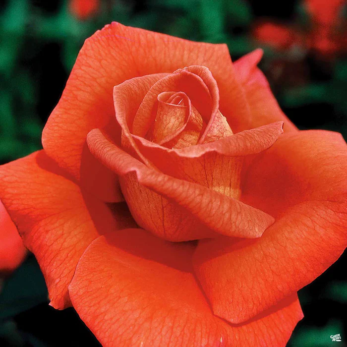 Rose 'Voodoo' Bareroot