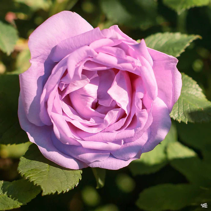 Silver Lining Rose Bareroot