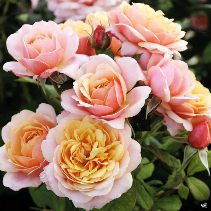 State of Grace Rose Bareroot