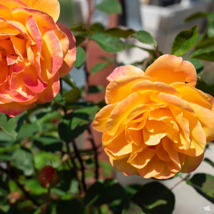 4706-strike-it-rich-rose-bareroot-1.webp Strike it Rich Rose Bareroot
