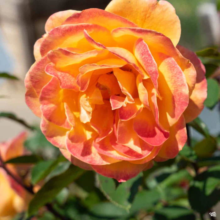 4706-strike-it-rich-rose-bareroot-2.webp Strike it Rich Rose Bareroot