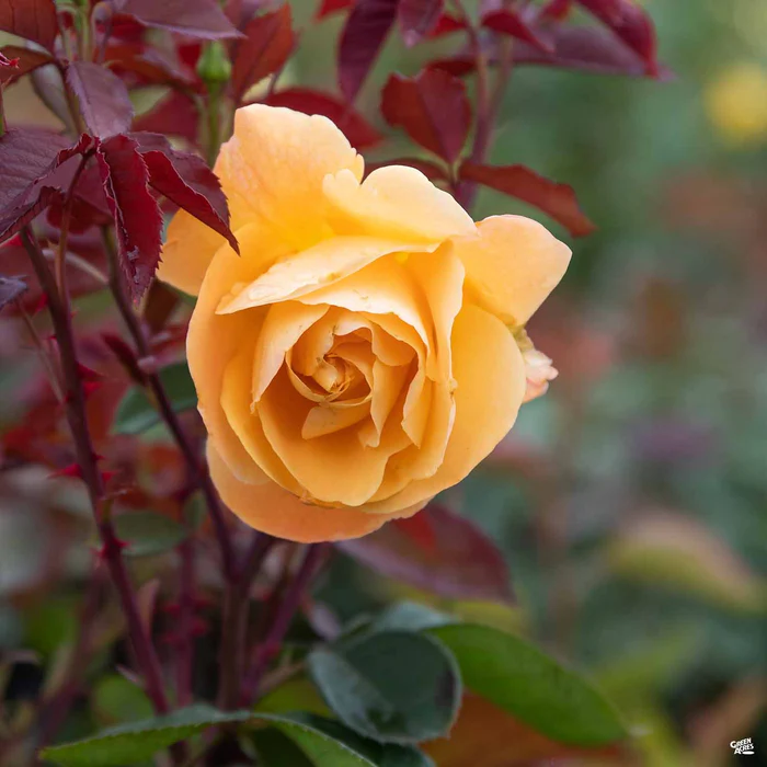 4706-strike-it-rich-rose-bareroot-3.webp Strike it Rich Rose Bareroot
