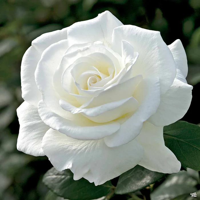 Sugar Moon Rose Bareroot