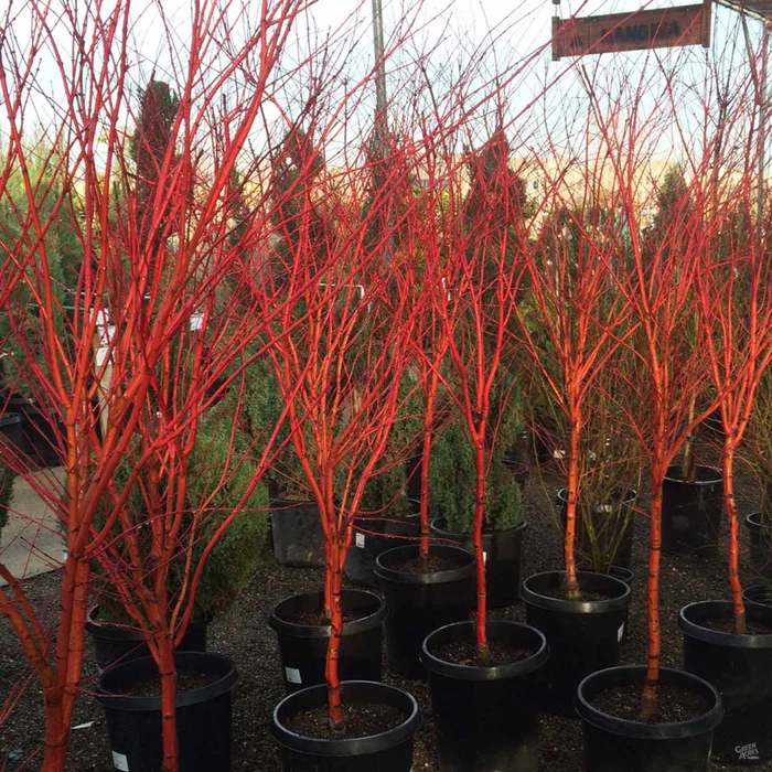471-coral-bark-maple-1.webp Coral Bark Maple