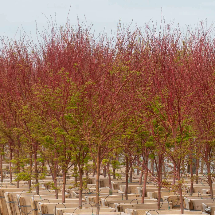 Coral Bark Maple