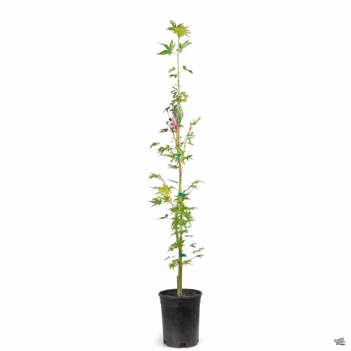 Coral Bark Maple