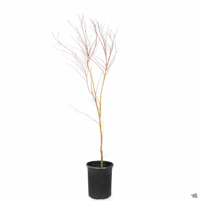 Coral Bark Maple