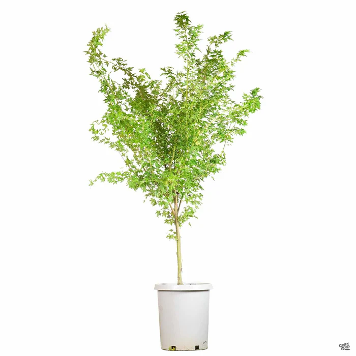 Coral Bark Maple