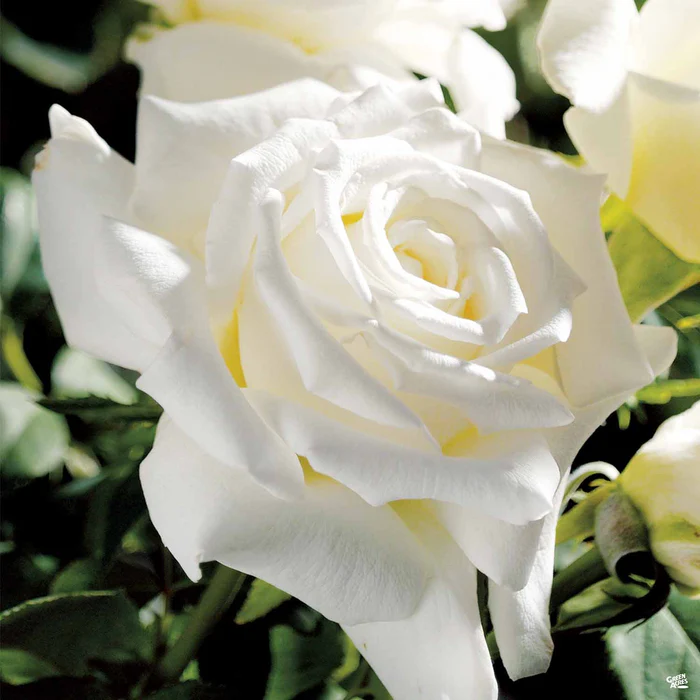 4710-rose-pope-john-paul-ii-bareroot-1.webp Rose 'Pope John Paul II' Bareroot