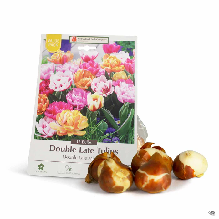 Tulip 'Double Late Mix'
