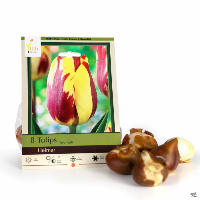 Tulip Triumph 'Helmar'