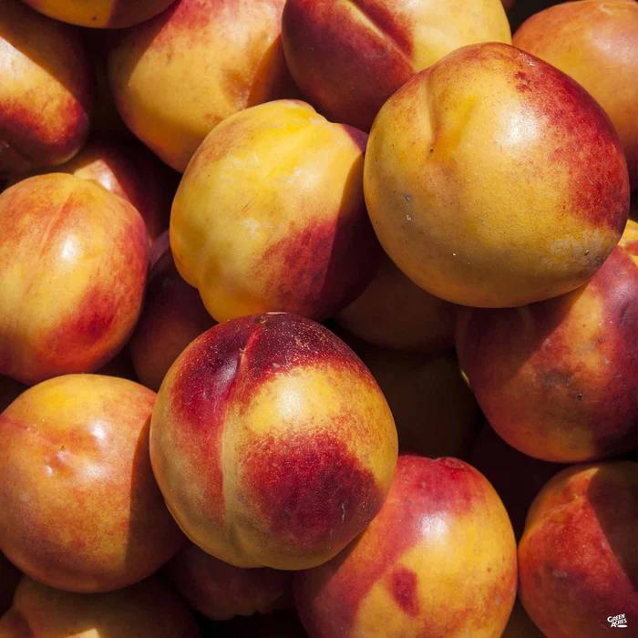 4723-nectarine-sol-dorado-miniature-1.webp Nectarine 'Sol Dorado', Miniature