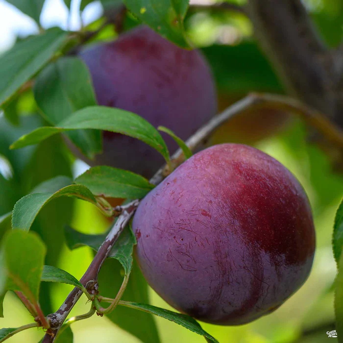 4739-flavor-finale-pluot-interspecific-plum-1.webp Flavor Finale Pluot Interspecific Plum