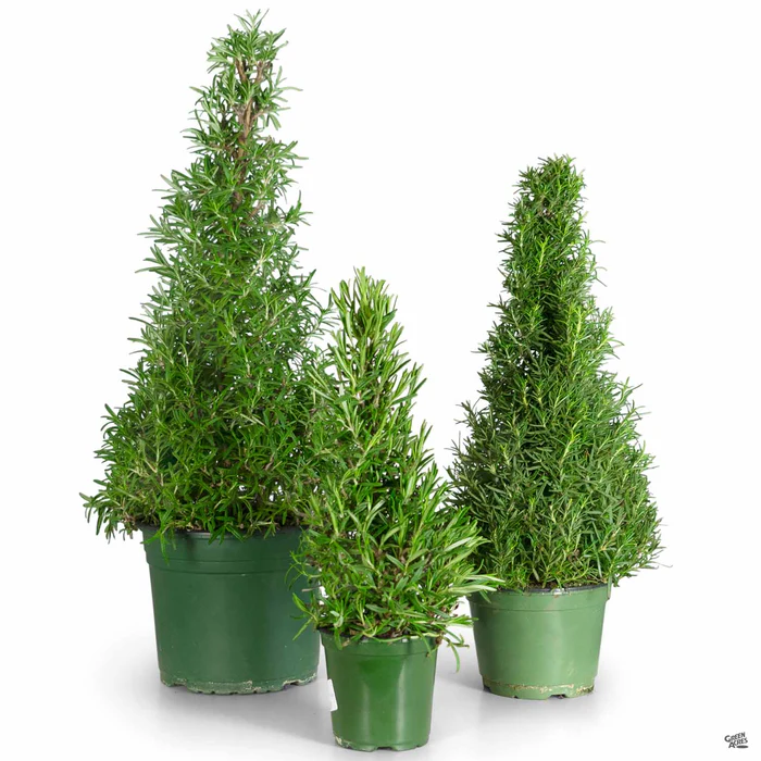 Rosemary Holiday Cone