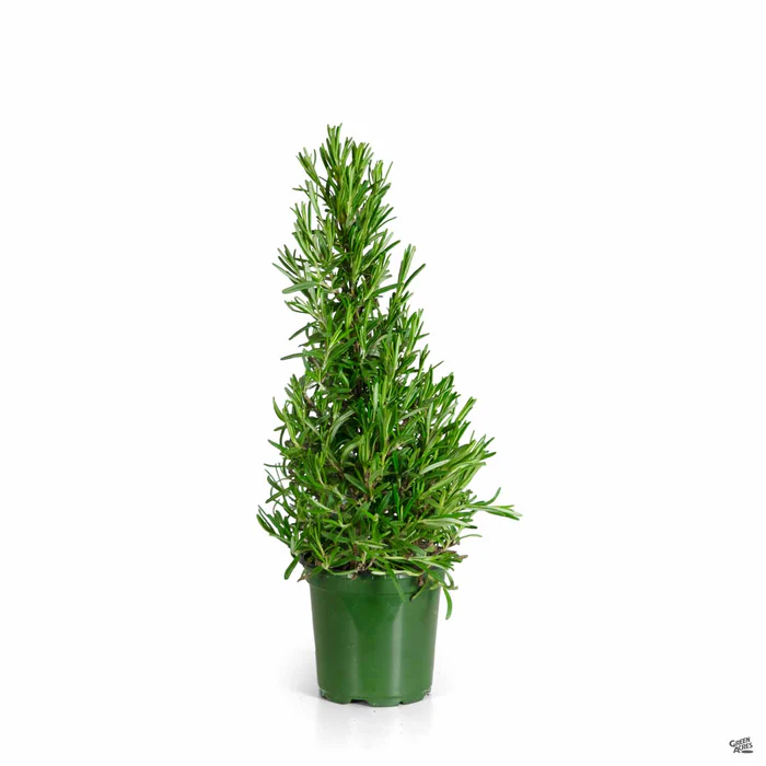 Rosemary Holiday Cone