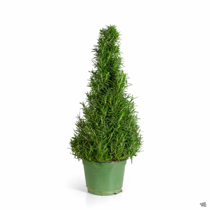 Rosemary Holiday Cone