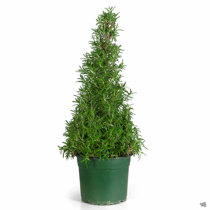 Rosemary Holiday Cone