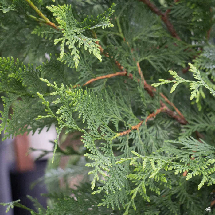 477-western-red-cedar-green-giant-1.webp Western Red Cedar 'Green Giant'