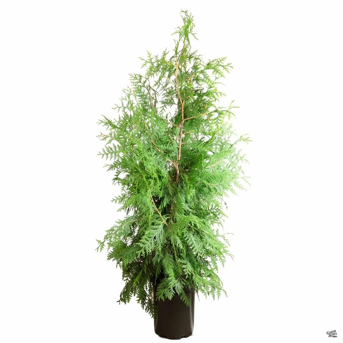 477-western-red-cedar-green-giant-2.webp Western Red Cedar 'Green Giant'