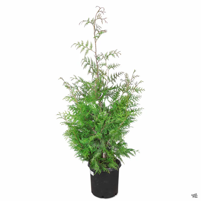 477-western-red-cedar-green-giant-3.webp Western Red Cedar 'Green Giant'