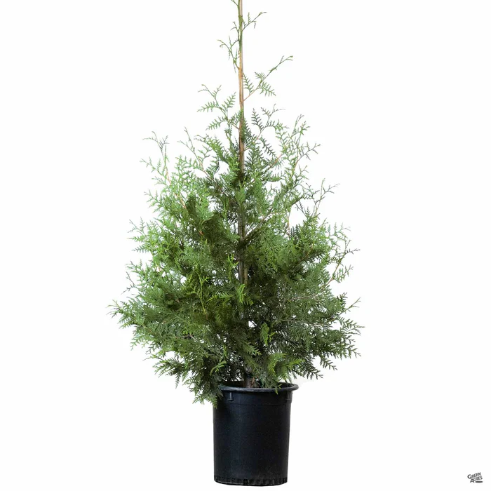 477-western-red-cedar-green-giant-4.webp Western Red Cedar 'Green Giant'