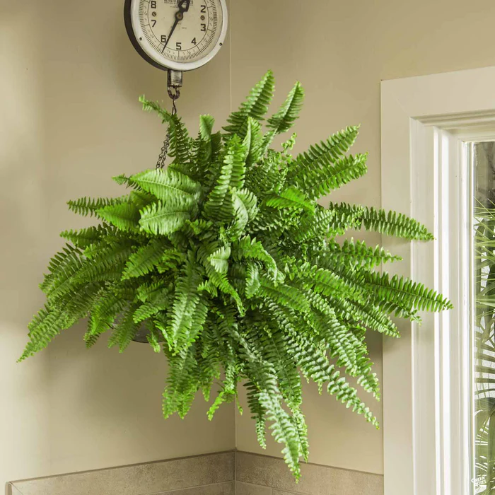 484-boston-fern-2.webp Boston Fern