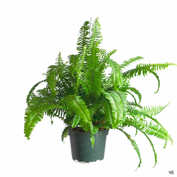 484-boston-fern-3.webp Boston Fern